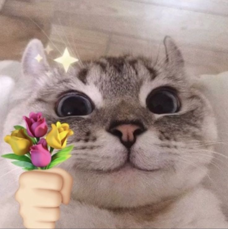 Cat with flowers